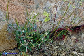 Epilobium collinum (Garofanino di collina, Epilobio di collina)