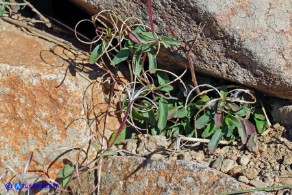 Epilobium collinum (Garofanino di collina, Epilobio di collina)