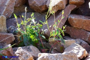 Epilobium collinum (Garofanino di collina, Epilobio di collina)