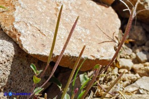 Epilobium collinum (Garofanino di collina, Epilobio di collina)