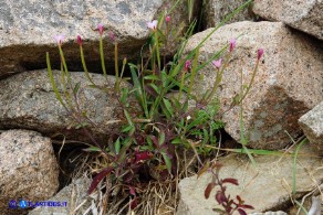 Epilobium collinum (Garofanino di collina, Epilobio di collina)