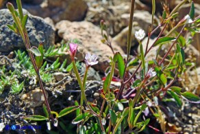 Epilobium collinum (Garofanino di collina, Epilobio di collina)