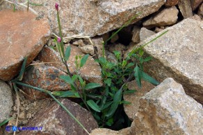 Epilobium collinum (Garofanino di collina, Epilobio di collina)