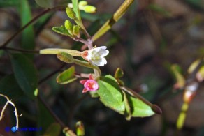 Epilobium collinum (Garofanino di collina, Epilobio di collina)