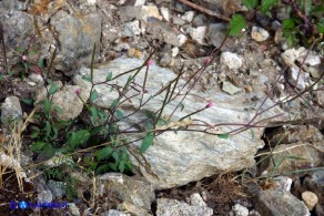 Epilobium collinum (Garofanino di collina, Epilobio di collina)