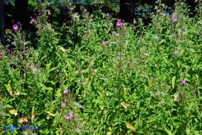 Epilobium hirsutum (Epilobio irsuto)