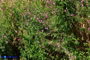Epilobium hirsutum (Epilobio irsuto)