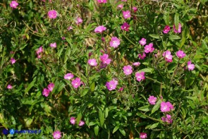 Epilobium hirsutum (Epilobio irsuto)