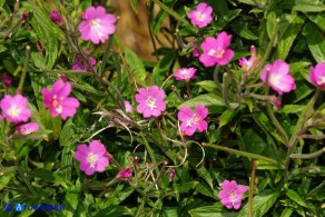 Epilobium hirsutum (Epilobio irsuto)