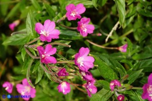 Epilobium hirsutum (Epilobio irsuto)