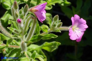 Epilobium hirsutum (Epilobio irsuto)