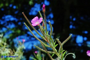 Epilobium hirsutum (Epilobio irsuto)