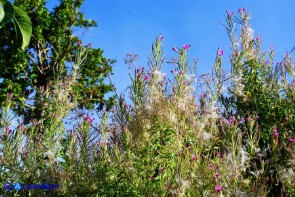 Epilobium hirsutum (Epilobio irsuto)