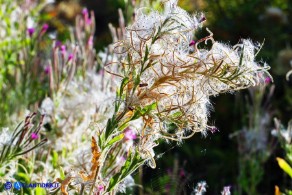 Epilobium hirsutum (Epilobio irsuto)