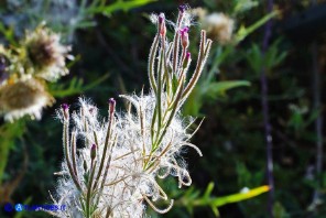 Epilobium hirsutum (Epilobio irsuto)