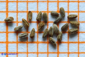 Epilobium hirsutum (Epilobio irsuto): i semi
