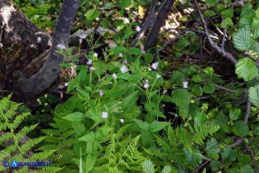 Epilobium montanum (Epilobio montano)