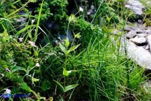 Epilobium montanum (Epilobio montano)
