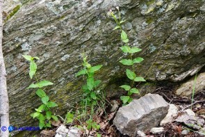 Epilobium montanum (Epilobio montano)