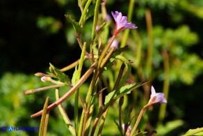 Epilobium montanum (Epilobio montano)