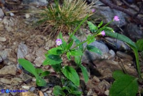 Epilobium montanum (Epilobio montano)