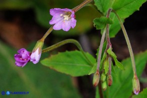 Epilobium montanum (Epilobio montano)