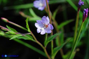 Epilobium montanum (Epilobio montano)