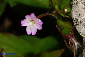 Epilobium montanum (Epilobio montano)
