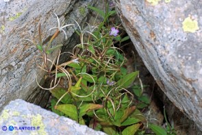 Epilobium montanum (Epilobio montano)