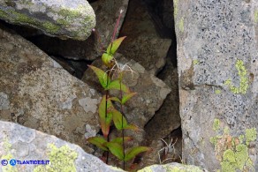 Epilobium montanum (Epilobio montano)