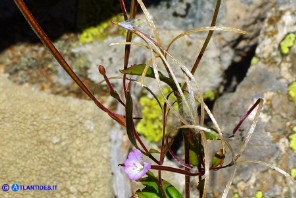 Epilobium montanum (Epilobio montano)