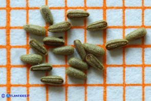 Epilobium montanum (Epilobio montano): i semi