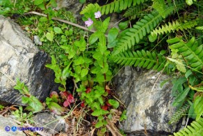 Epilobium obscurum (Epilobio scuro)