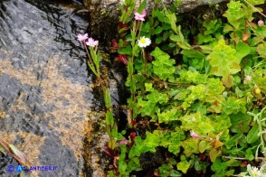 Epilobium obscurum (Epilobio scuro)