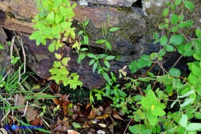 Epilobium obscurum (Epilobio scuro)