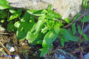 Epilobium obscurum (Epilobio scuro)