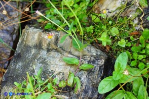 Epilobium obscurum (Epilobio scuro)