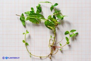 Epilobium obscurum (Epilobio scuro)