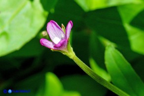 Epilobium obscurum (Epilobio scuro)