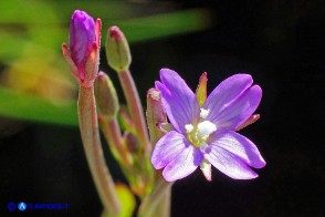 Epilobium obscurum (Epilobio scuro)