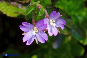 Epilobium obscurum (Epilobio scuro)