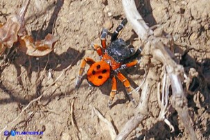 Eresus moravicus (Ragno coccinella della Moravia)