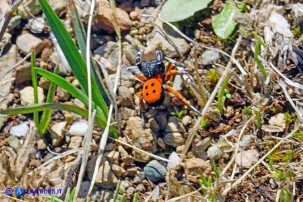 Eresus moravicus (Ragno coccinella della Moravia)