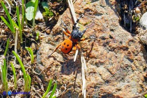 Eresus moravicus (Ragno coccinella della Moravia)