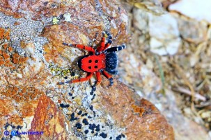 Eresus moravicus (Ragno coccinella della Moravia)