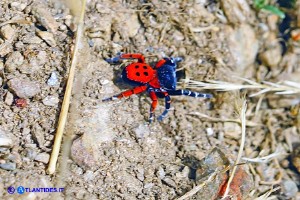 Eresus moravicus (Ragno coccinella della Moravia)