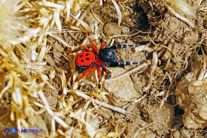 Eresus moravicus (Ragno coccinella della Moravia)