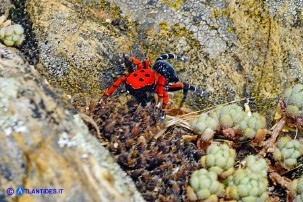 Eresus moravicus (Ragno coccinella della Moravia)