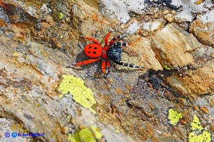 Eresus moravicus (Ragno coccinella della Moravia)