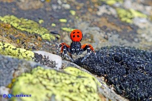 Eresus moravicus (Ragno coccinella della Moravia)